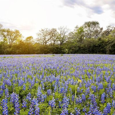 Old Masonic Road, Lot 1, Brenham, TX 77833