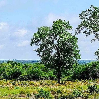 Cr 250 Road, Burnet, TX 78611