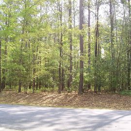 Live Oak Lane, Pamlico Plantation